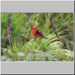 Galapagos - im Süden der Insel Isabela
