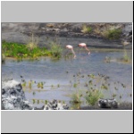 Galapagos - eine Lagune mit Flamingos im Süden der Insel Isabela