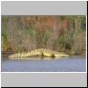 Krokodil am Ufer des Chamo-Sees (crocodile market)