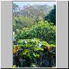 Lantau Island - ein Papaya-Baum und andere Pflanzen am Rande des Dorfes Tai O