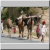 unterwegs nach Ranakpur - Kamelkarawane der Bhils