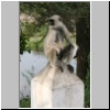 Ranakpur - ein Affe am Wegesrand