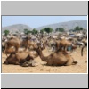 Pushkar - der Kamelmarkt