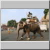 Jaipur - ein Elefant im Stadtzentrum