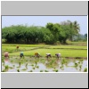 Reisfelder bei Madurai