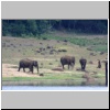 Periyar N.P. - wildlebende Elefanten