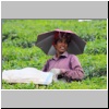 auf einer Teeplantage bei Pampanar