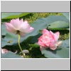 Lotusblüten in einem Teich