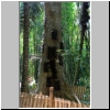 Kambira - Kleinkinder-Gr&auml;ber in einem Baumstamm, Tana Toraja, Sulawesi