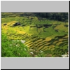 Toraja-Land - Reisterrassen