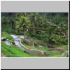 Reisterrassenfelder bei Tegalalang, Bali