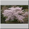 Kyoto - Kirschblüte im Garten des Ryoan-ji Tempels