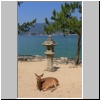 ein Hirsch in der Nähe des Itsukushima-Schreins auf der Insel  Miyajima