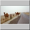 Kamele auf dem King's Highway zwischen Kerak und Shobak