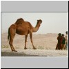 Kamele auf dem King's Highway zwischen Kerak und Shobak