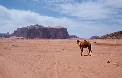 Wadi Rum - ein Kamel in der Wüste, hinten Jebel Khazali