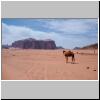 Wadi Rum - ein Kamel in der Wüste, hinten Jebel Khazali