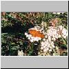 ein Schmetterling auf der Wiese vor der Burgruine von Bobolice
