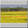 Reisfelder in der Prey Veng Provinz