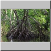 Mangroven im Ream Nationalpark