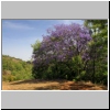 blühender Jacaranda-Baum am Rande des Waldgebietes Monte Velha, Fogo