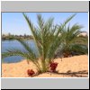 Erg Ubari - Palme mit roten Datteln am El Gabron See