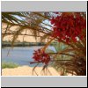 Erg Ubari - Palme mit roten Datteln am El Gabron See