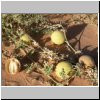 unterwegs zum Wadi Mathandous - ausgetrocknete Koloquinten-Früchte (Bitterkürbisse, Citrullus colocynthis)