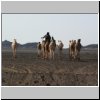Kamele am Rande des Akakus-Gebirges