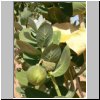 Akakus-Gebirge - typische Bäume (Judas-Äpfel?) - Früchte
