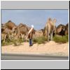 auf dem Weg zur libyschen Grenze, Kamele