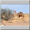 auf dem Weg zur libyschen Grenze, Kamele