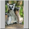 Anja-Reservat - Katta-Lemuren