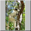 Isalo N.P. - ein Sifaka-Lemur