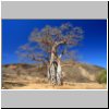 unterwegs nach Tulear - ein gro&szlig;er Baobab