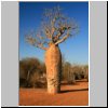 Mangily - ein Baobab im Reniala Baobab-Wald