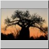 Mangily - ein großer Baobab