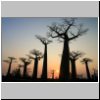 Baobab-Allee beim Sonnenuntergang
