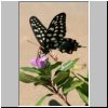 Morondava - ein Schmetterling