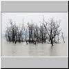 Bako Nationalpark - Uferbäume in der Flut