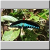 Gunung Mulu Nationalpark - Raja-Brooke-Schmetterling