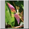 Gunung Mulu Nationalpark - Blüten einer wilden Banane