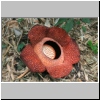blühende Rafflesia