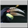 Lok Kawi Wildlife Park - Nashornvogel