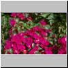 Marokko-Blumen-014.jpg