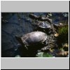 Mexiko City - Schildkröten im Teich im Innenhof des Anthropologischen Museums