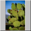 Teotihuacan - Opuntia in der archäologischen Zone