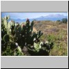 Cacaxtla - Landschaft mit einer Opuntia, hinten der Vulkan Iztaccihuatl