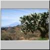 Cacaxtla - Landschaft mit einer Opuntia, hinten der Vulkan Popocatepetl