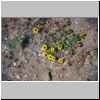 Cacaxtla - kleine Feldblumen
